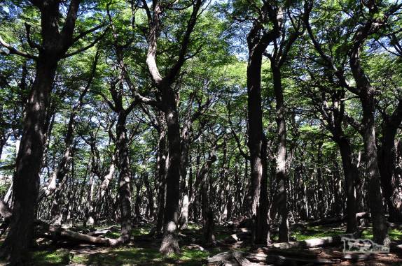Mata de Poincerot, local de camping para quem segue até a Laguna de Los Tres, no parque Los Glaciares, região de El Chaltén, no sul da patagonia argentina